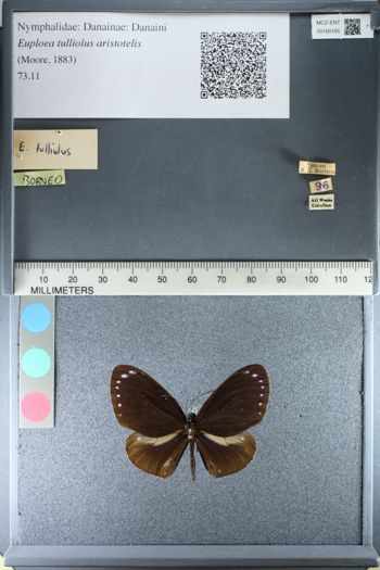Media type: image;   Entomology 160165